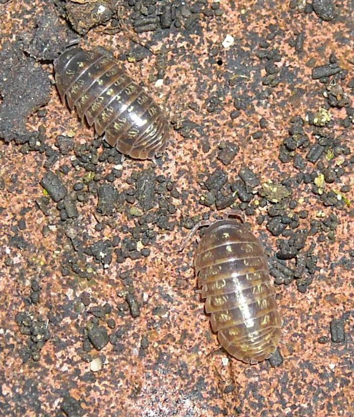 Armadillidium sp.